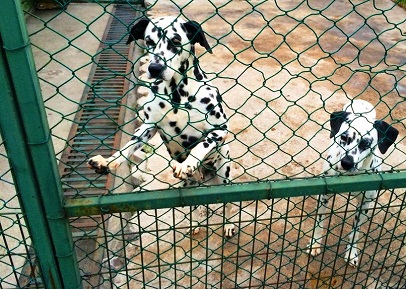 Samsun-Hayvanat-Bahçesi-DalmatianDogs