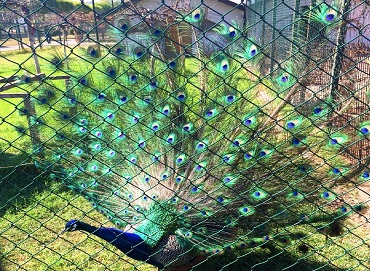 Samsun-Hayvanat-Bahçesi-Peacock