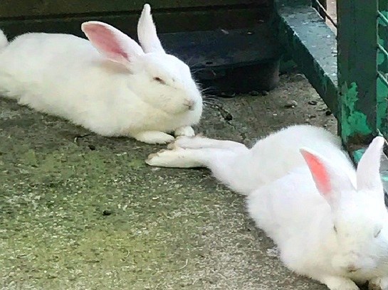 Samsun-Hayvanat-Bahçesi-Rabbits